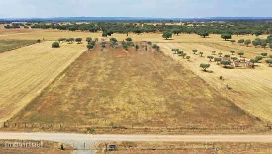 Quinta 12500m2 Alvalade - Grande imagem: 4/10