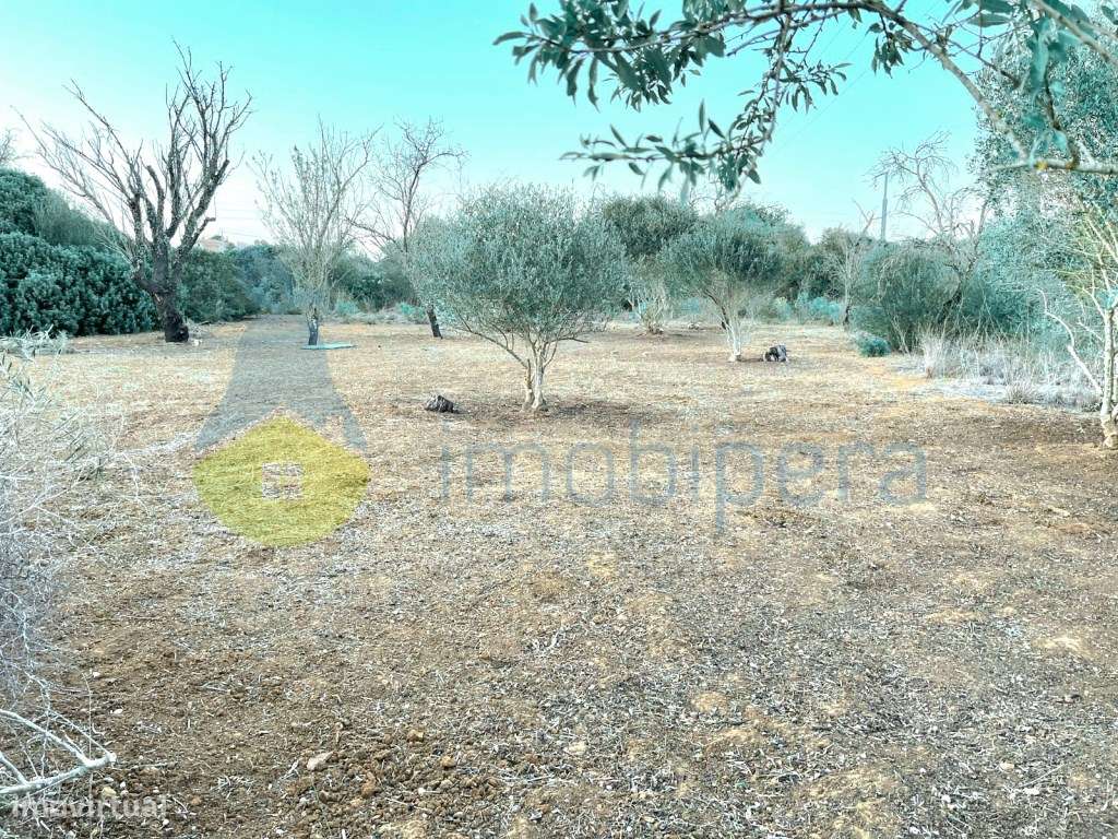 Terreno plano em zona rural, em Algoz, para agricultura e afins. - Grande imagem: 5/12