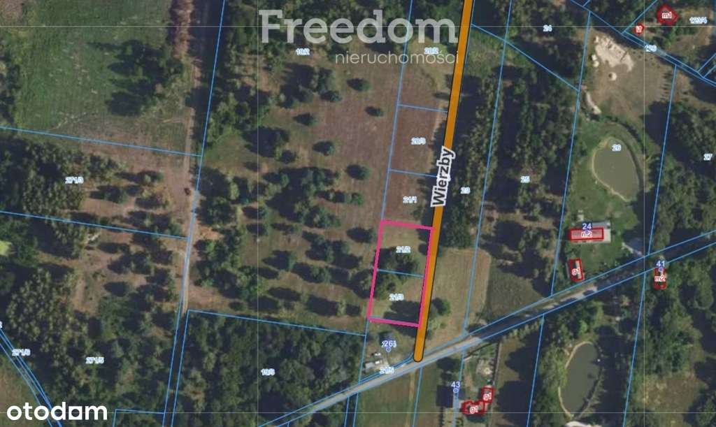 Stare Budy Radziejowskie -2400m2 - prąd! - Pełny obrazek: 5/5