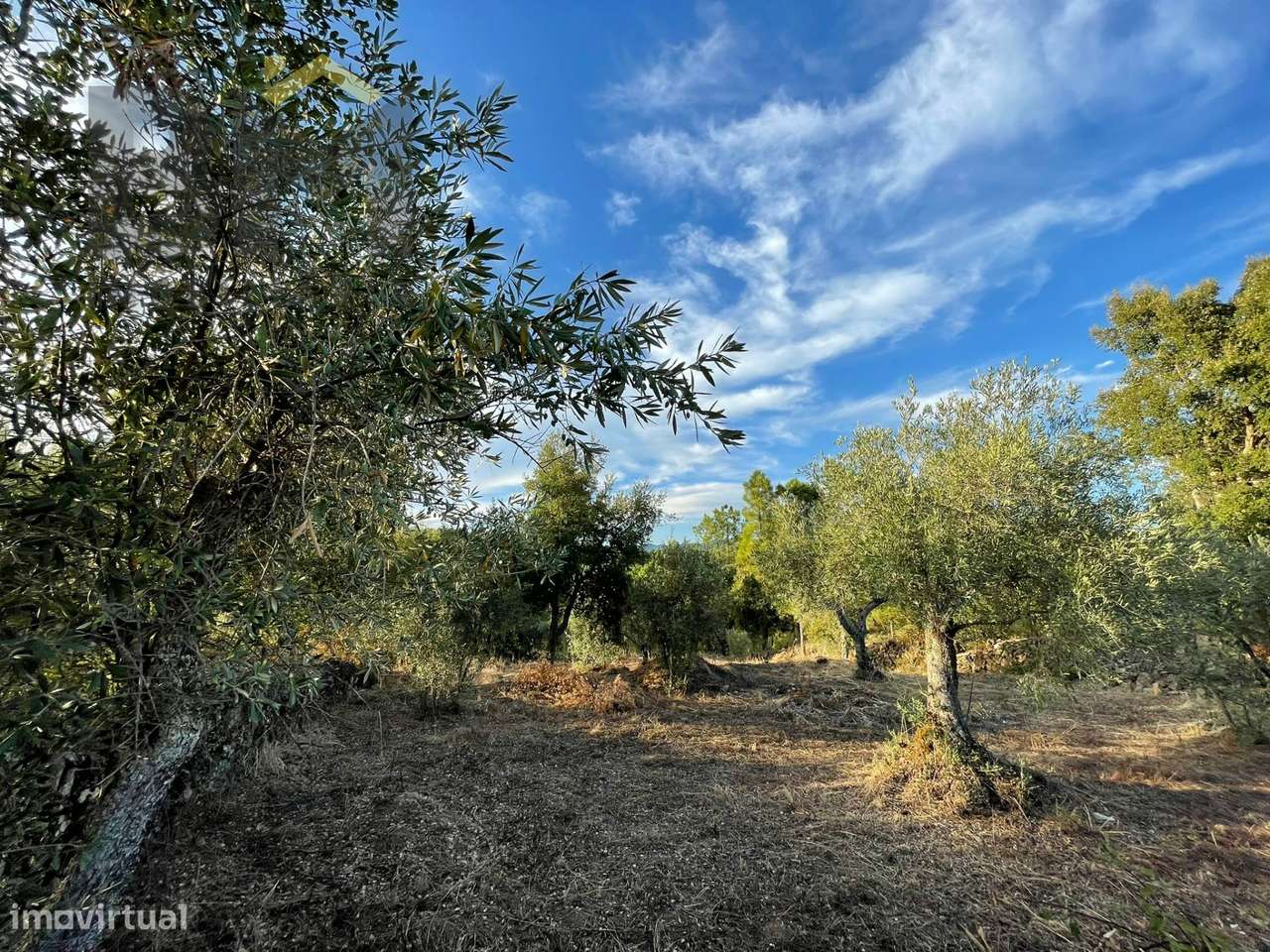 Terreno Rústico  Venda em Ninho do Açor e Sobral do Campo,Castelo Bran - Grande imagem: 2/12