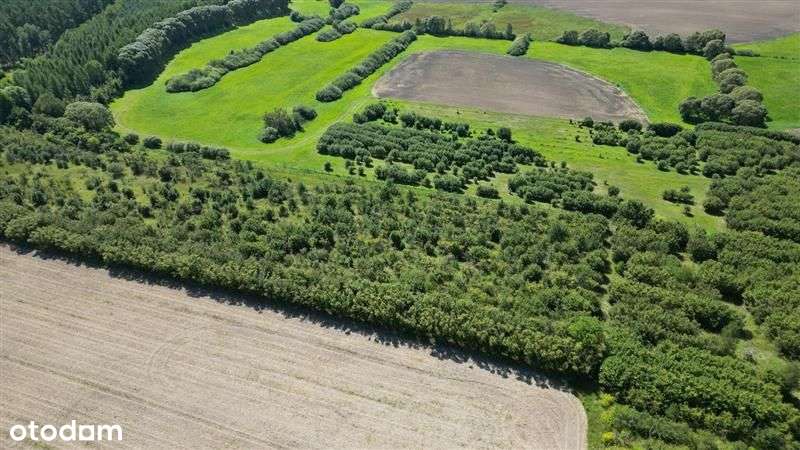 Stary sad nieopodal Lubrzy - Pełny obrazek: 5/12