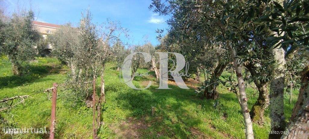 Moradia T3 com vários anexos, terreno e poço-57