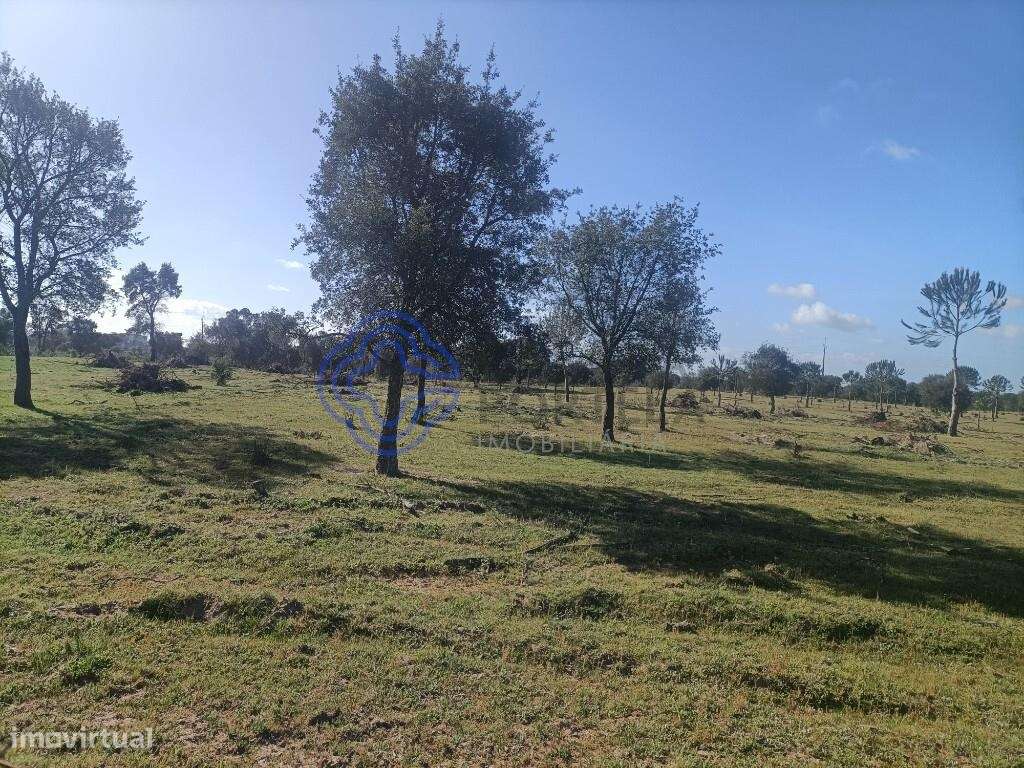 TERRENO RUSTICO COM 33 HECTARES EM PEGOES, CONSELHO DO MONTIJO - Grande imagem: 3/20