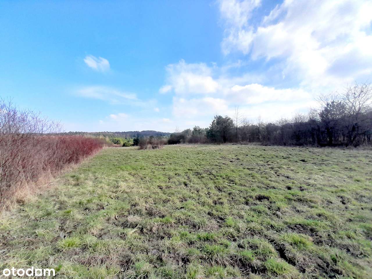 Sprzedam dużą działkę z warunkami zabudowy - Płaza ul. Kossaka-7