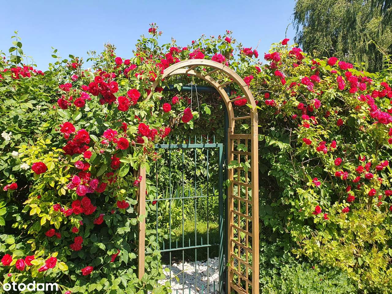 Zadbany ogródek działkowy z nowym domkiem na Dolnym Mokotowie - Pełny obrazek: 2/19