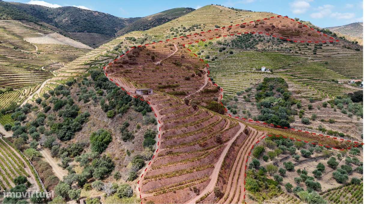 Farm with productive vineyard in the Douro Demarcated Region — São Joã-26