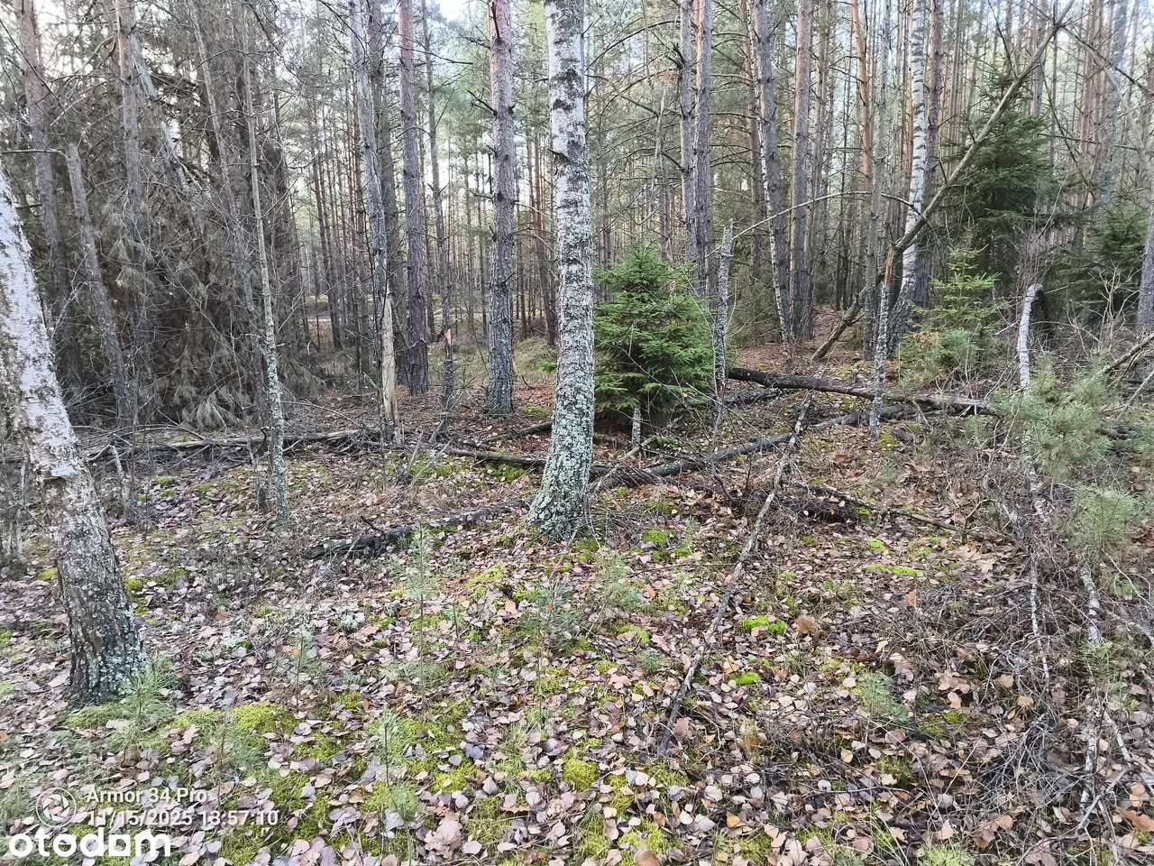 Leśniczówka Unikalne niespotykane miejsce w Europie  w Puszczy Białow.-13