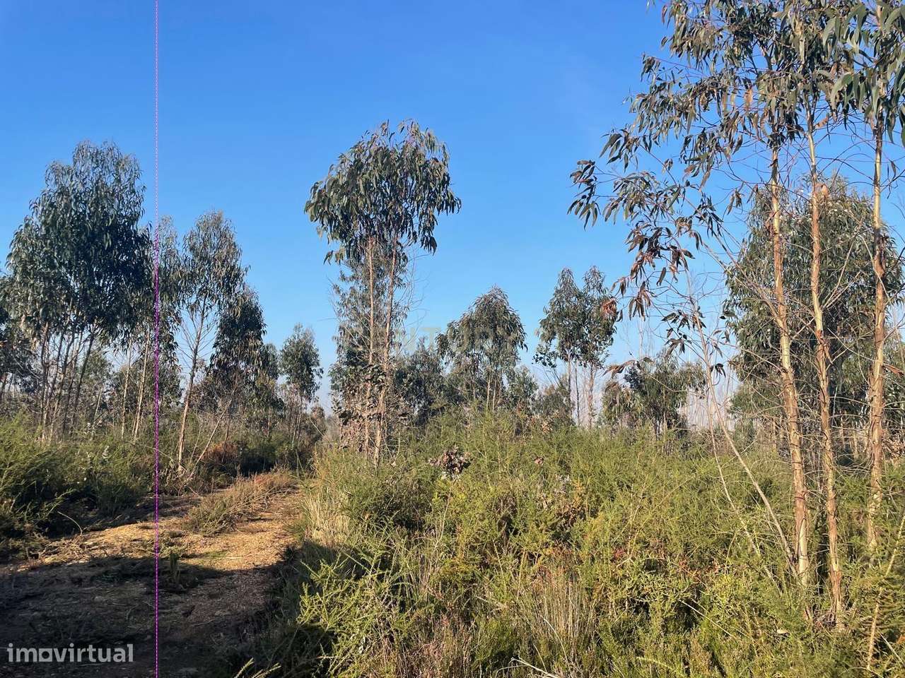 Terreno Rústico com 38.038 m² na Zona Industrial de Albergaria-a- Nova-3