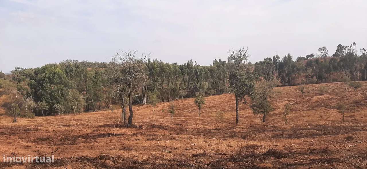 Terreno Rústico com Potencial Agrícola e de Lazer, Ourique, Beja - Grande imagem: 3/11
