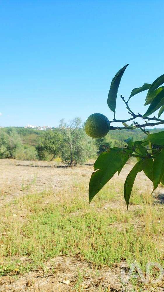 Moradia isolada T4 em Cardigos de 158,85 m2-20