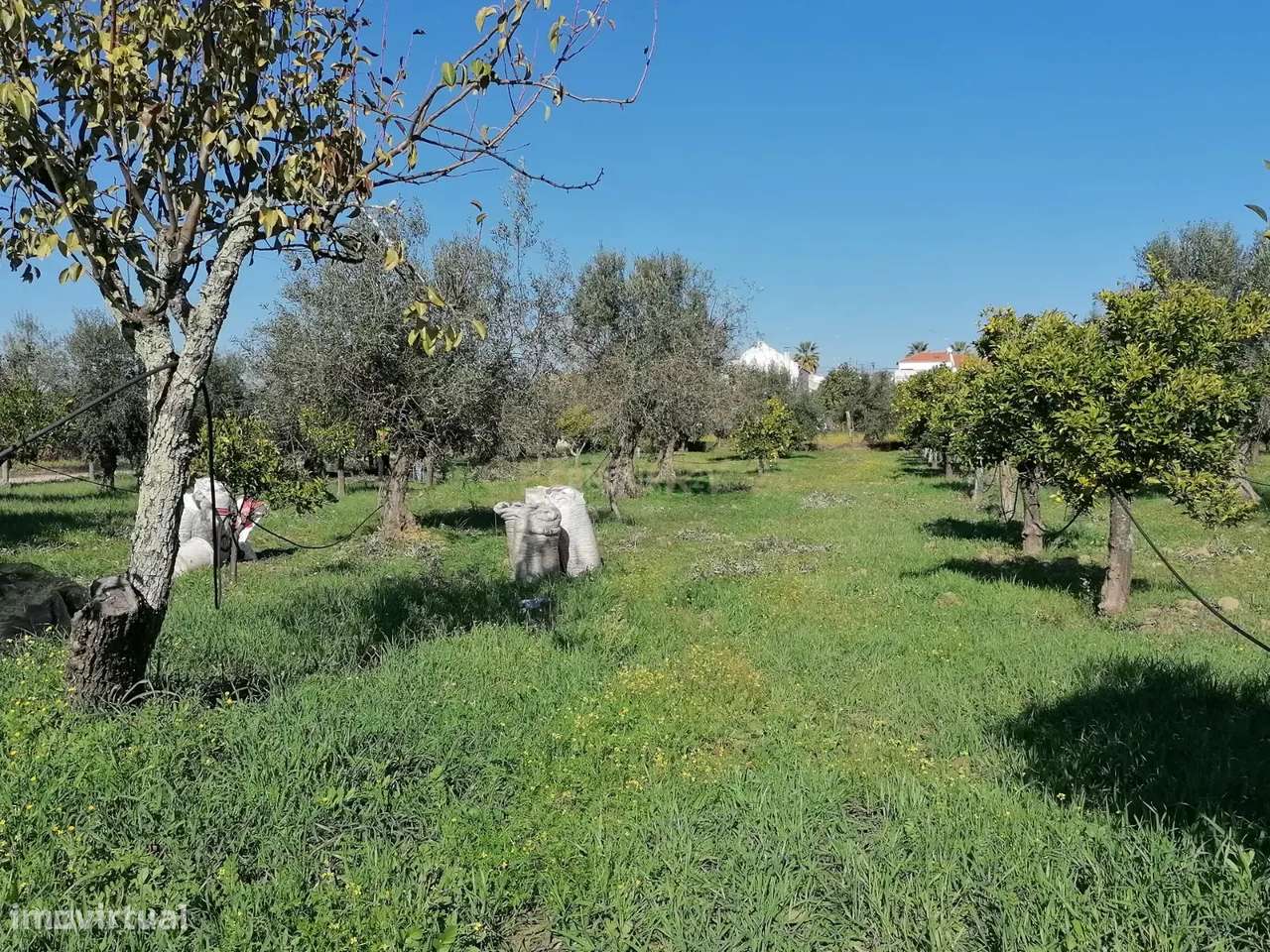 Quinta no Carapetal-5