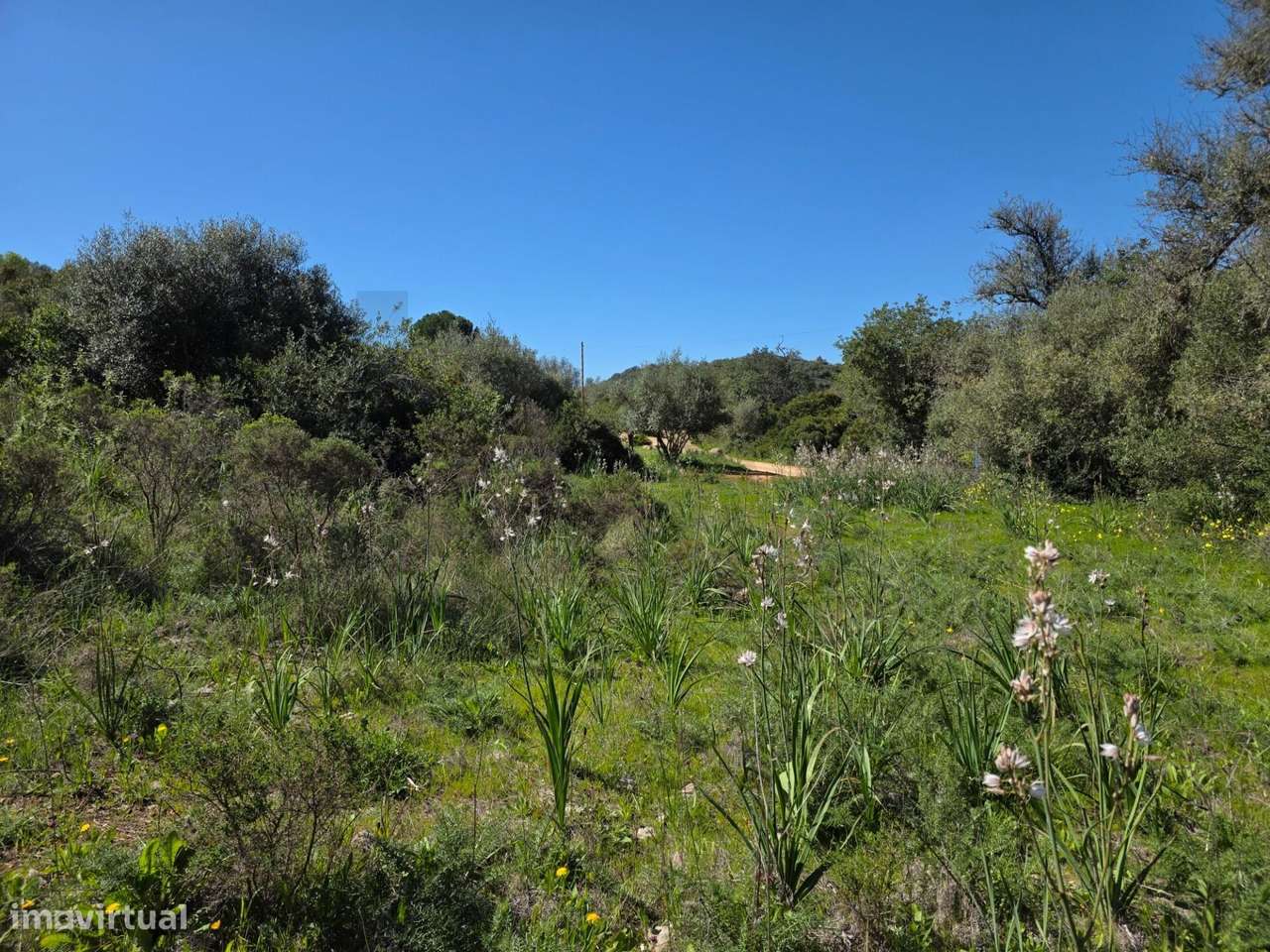 Terreno Rústico em Alcantarilha - Grande imagem: 3/16