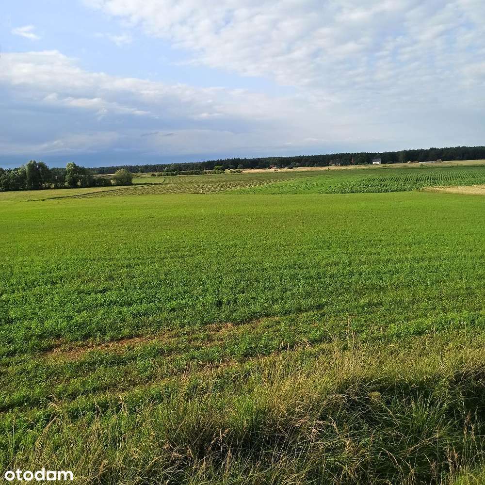 Działki usługowe Sierakowo 4000m2 - 8000m2-5