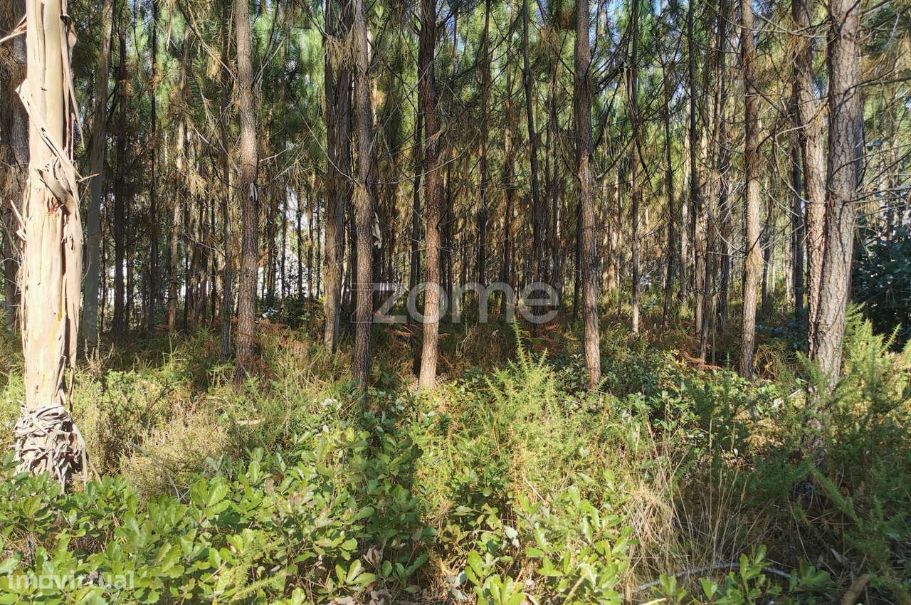 Terreno, acesso betuminoso, viabilidade construtiva, Recardães, Águ... - Grande imagem: 3/21