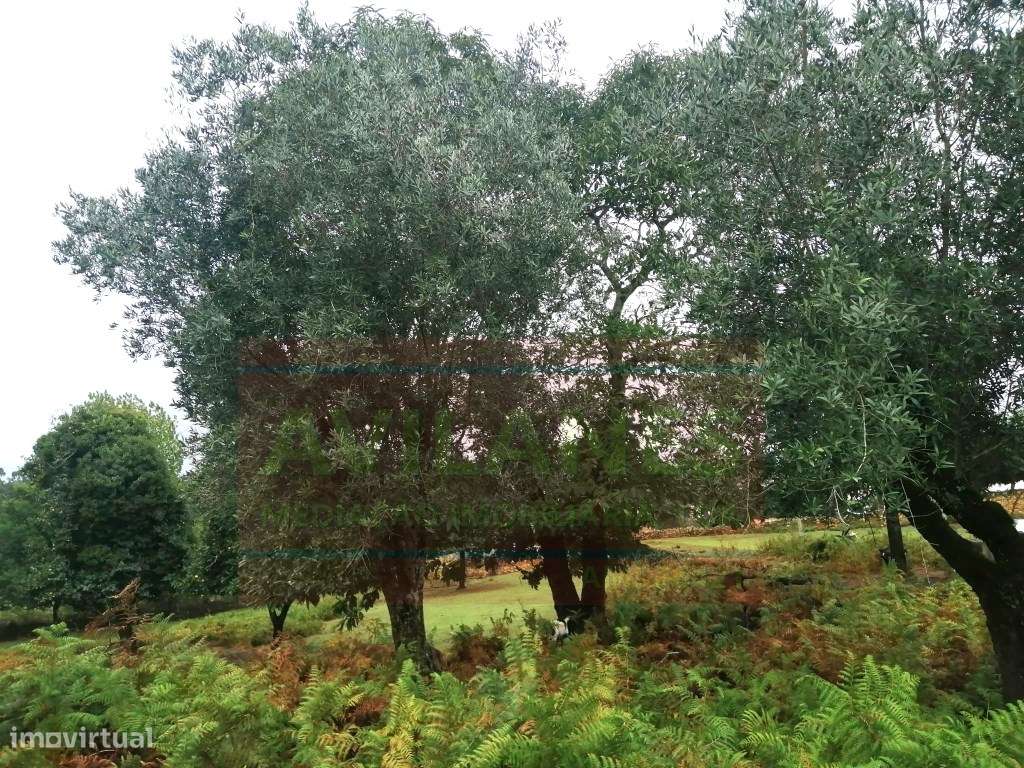 QUINTA - GIÃO-30