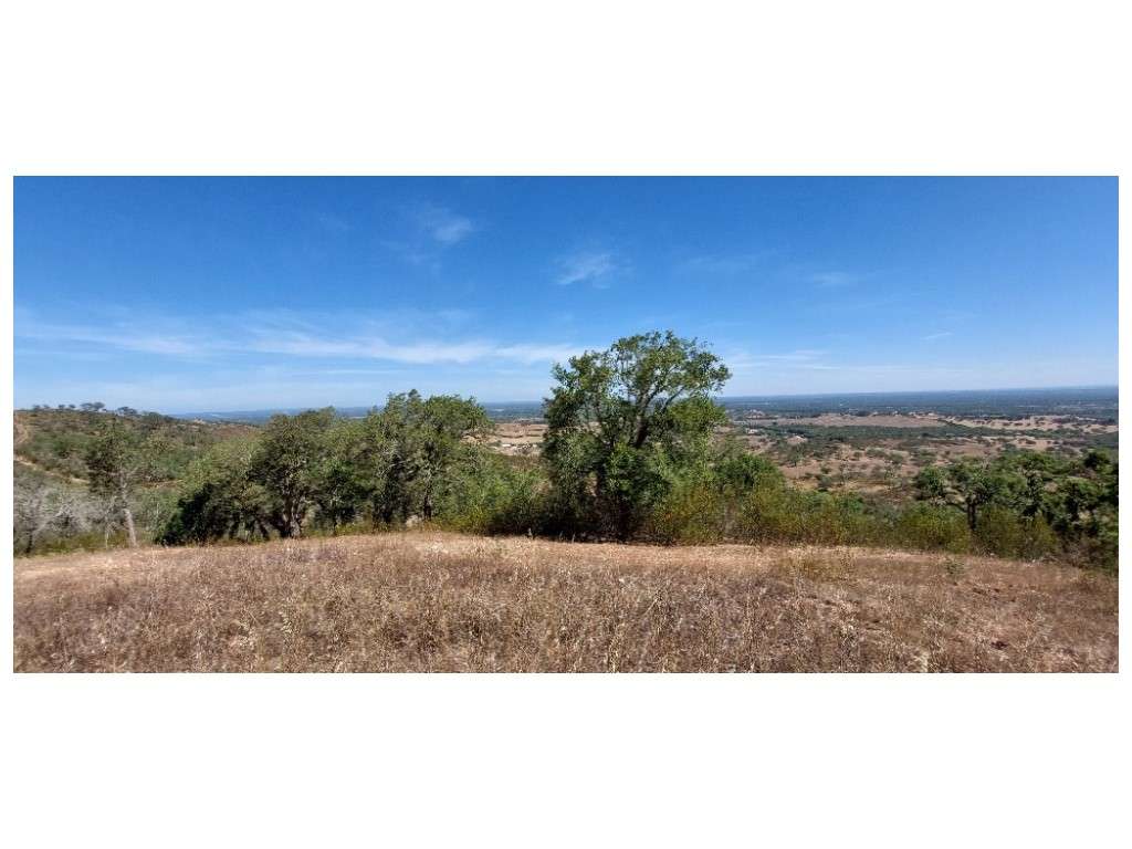 HERDADE 92 ha l Colos-59