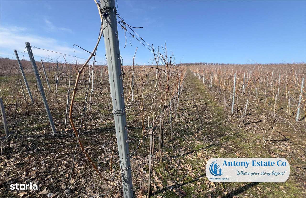 Oportunitate de investitie, Ferma Padurea Galbena  - Cehal, Marghita - Imagine principală: 5/14