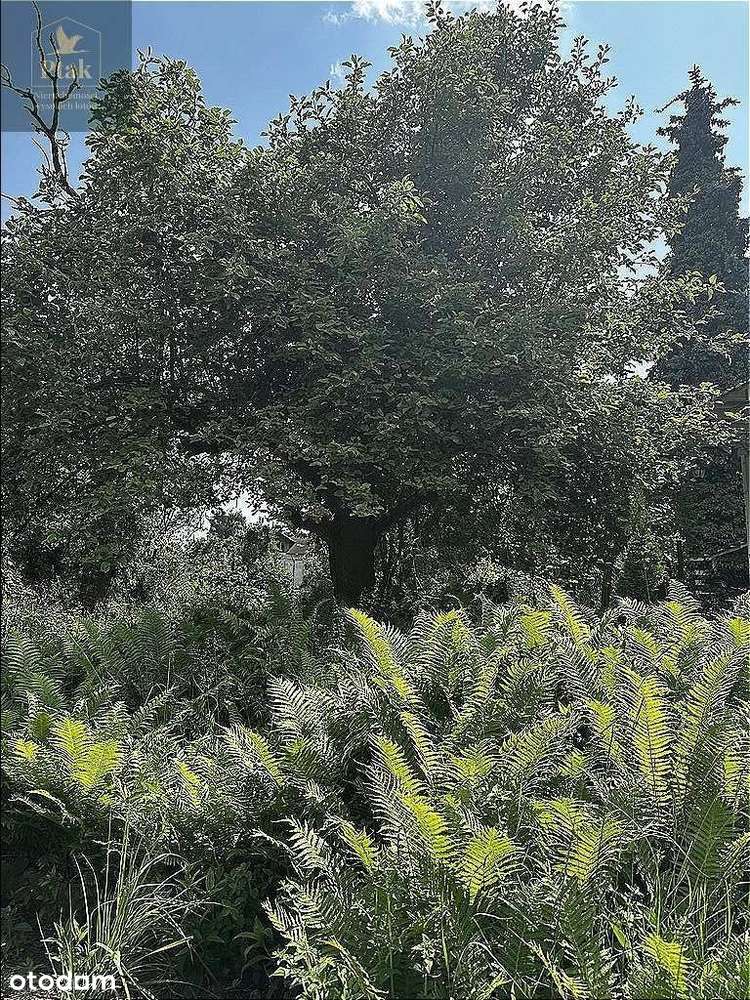 Naramowice, Winogrady dzi. 1702m szer 33m, drzewa.-5