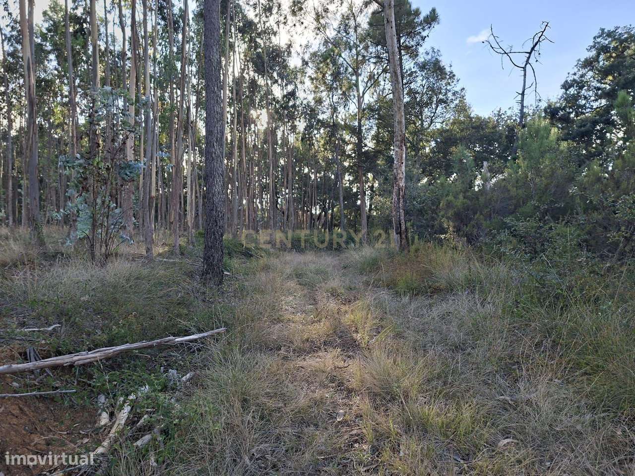 Terreno Agroflorestal em Gesteira, Soure - 9110m² - Grande imagem: 4/17