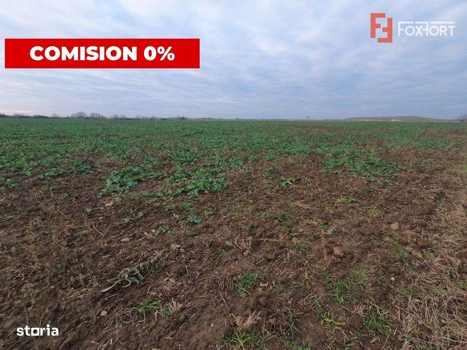 COMISION 0% Teren extravilan agricol 10.000 mp la sosea in Sag - Imagine principală: 4/6