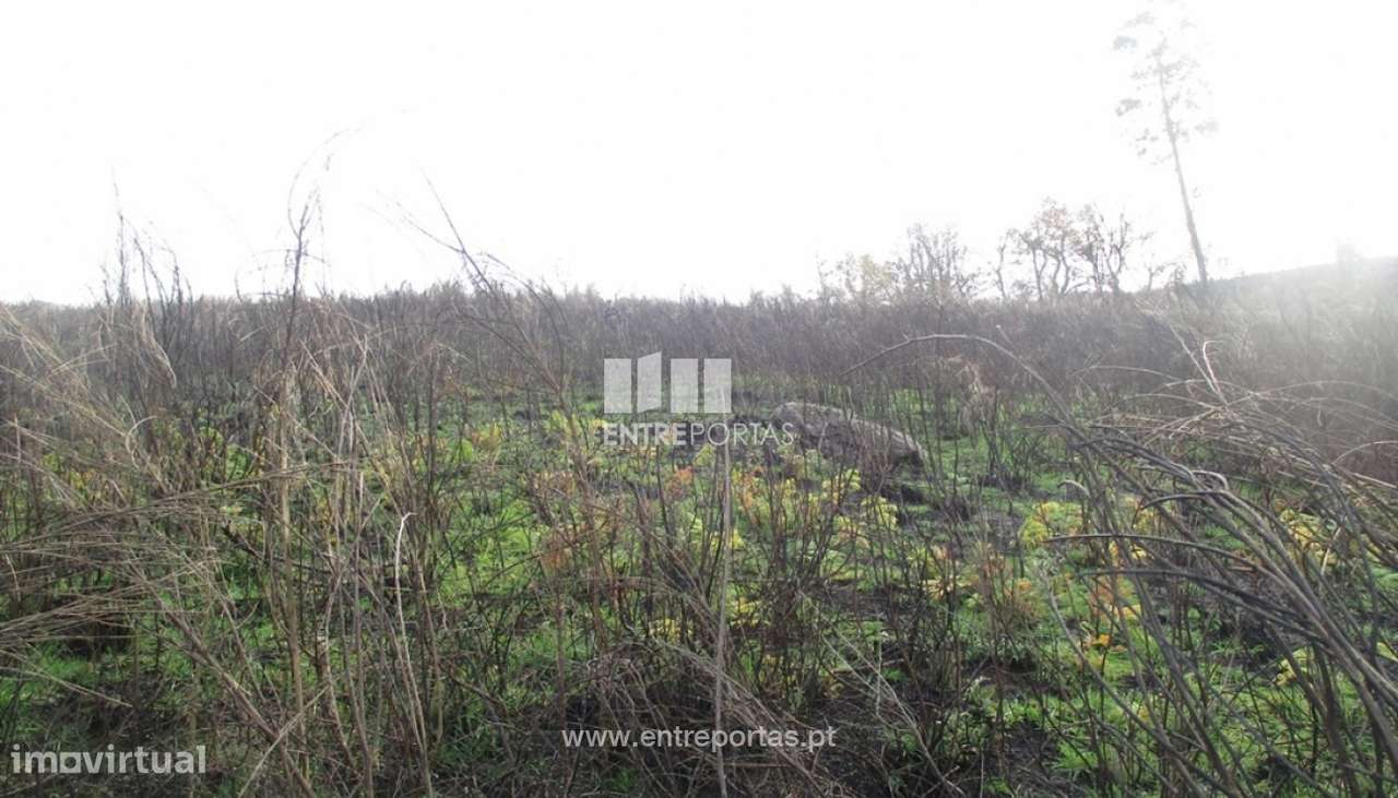 Venda Terreno, São Simão, Amarante - Grande imagem: 2/13