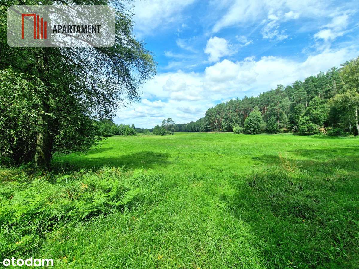 Polany w lesie! Bory Tucholskie! Głusza! - Pełny obrazek: 4/12