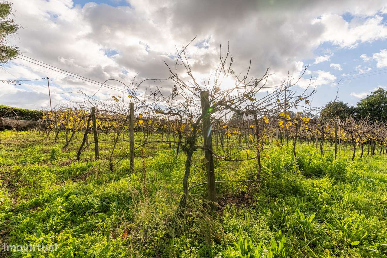 Moradia Senhorial - Felgueiras-30