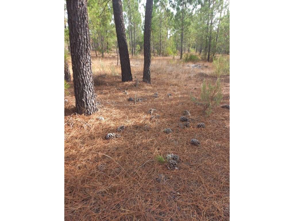 Terreno - Freguesia da Comporta-10