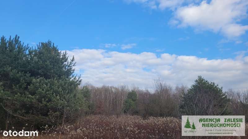 Czarny Las  za Zalesiem Górnym - działka budowlana-3