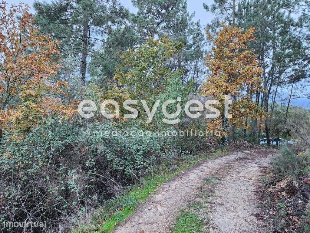 Terreno Rústico com 2450 m2 e pequena casa em pedra de arrumos - Grande imagem: 3/13