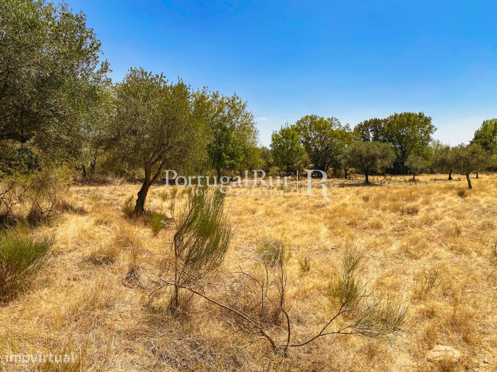 Terreno rústico em Monsanto - Grande imagem: 5/7