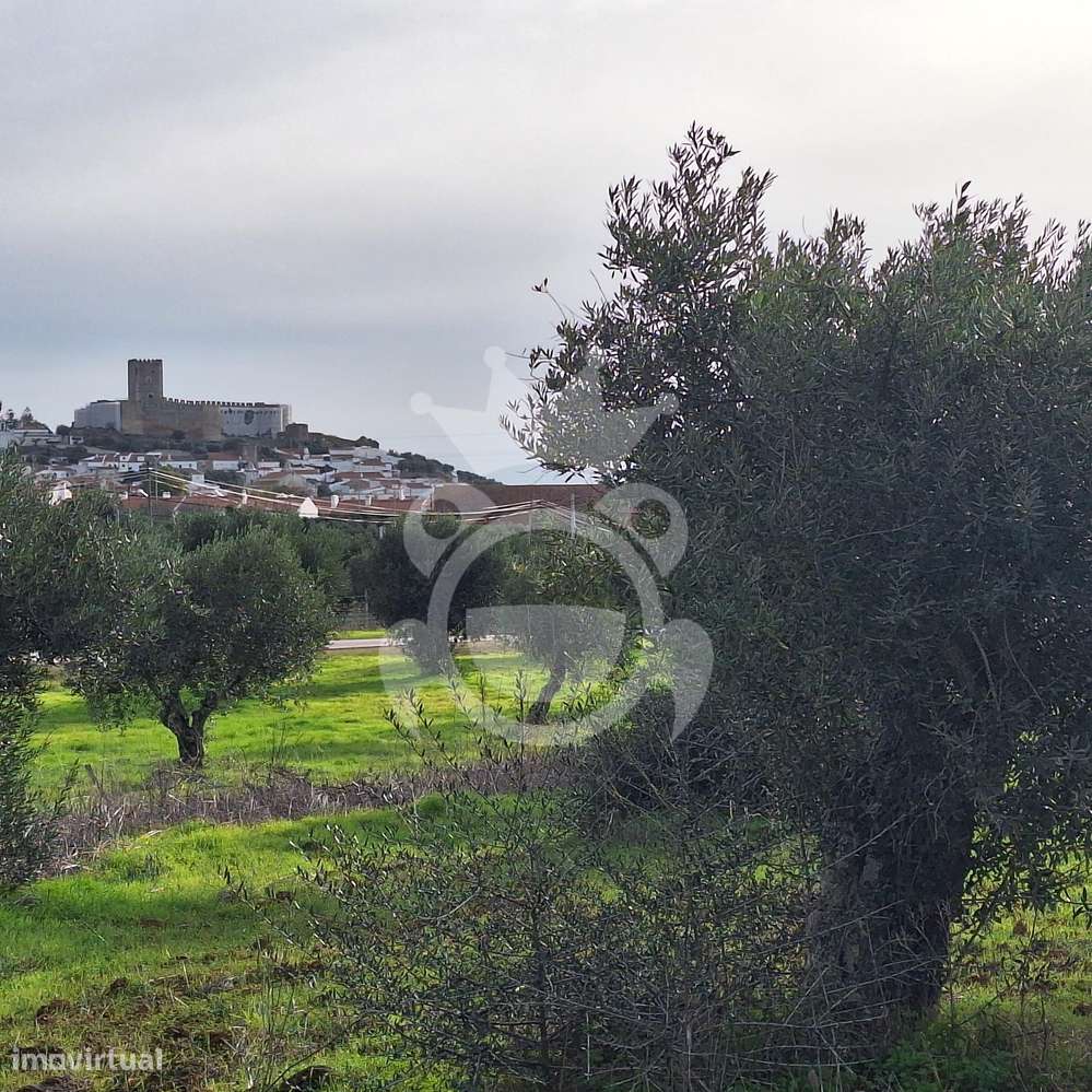 Olival para venda em Portel - NOVO PREÇO!! - Grande imagem: 4/11