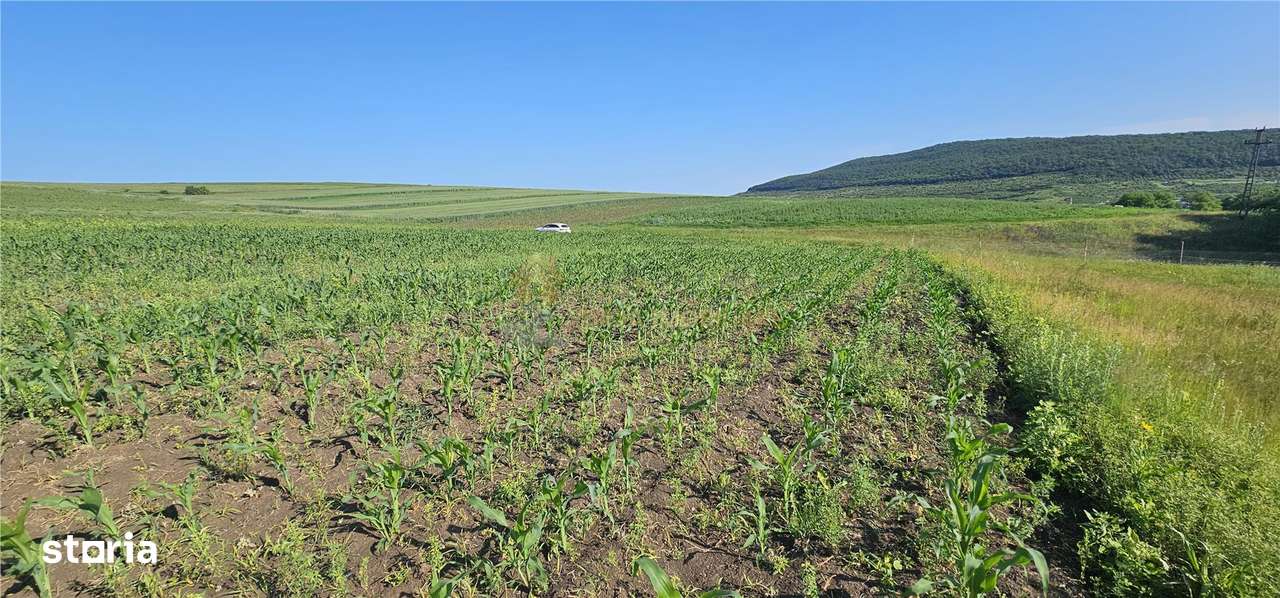 TEREN INTRAVILAN 5800 MP SUCEAGU - Imagine principală: 3/4