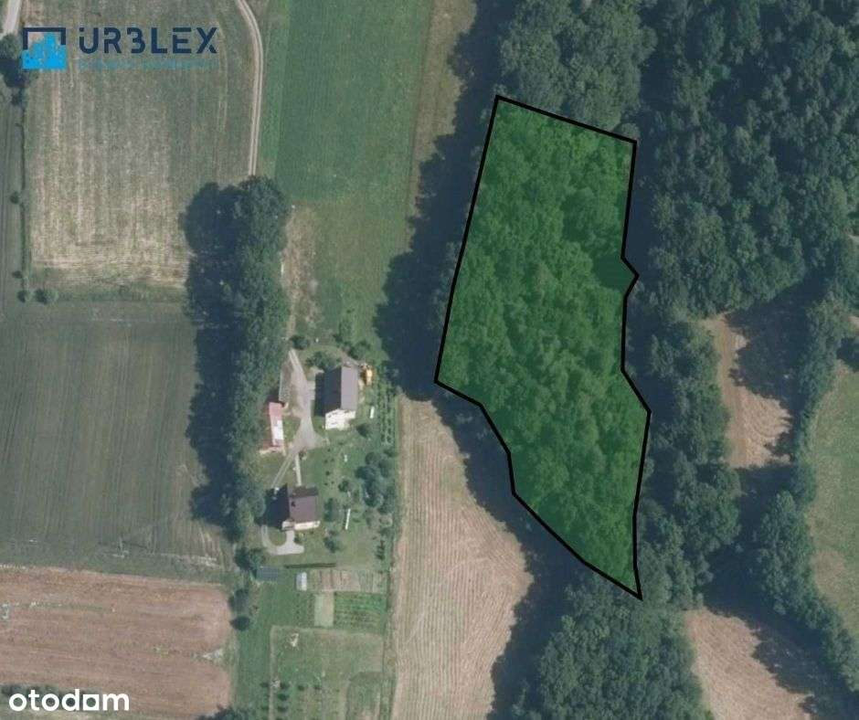 Las - Trzciana, powiat bocheński-0