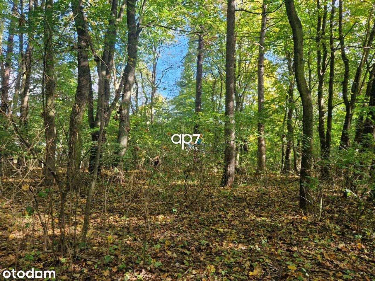 Nieruchomość z bogatą historią - Pełny obrazek: 4/11