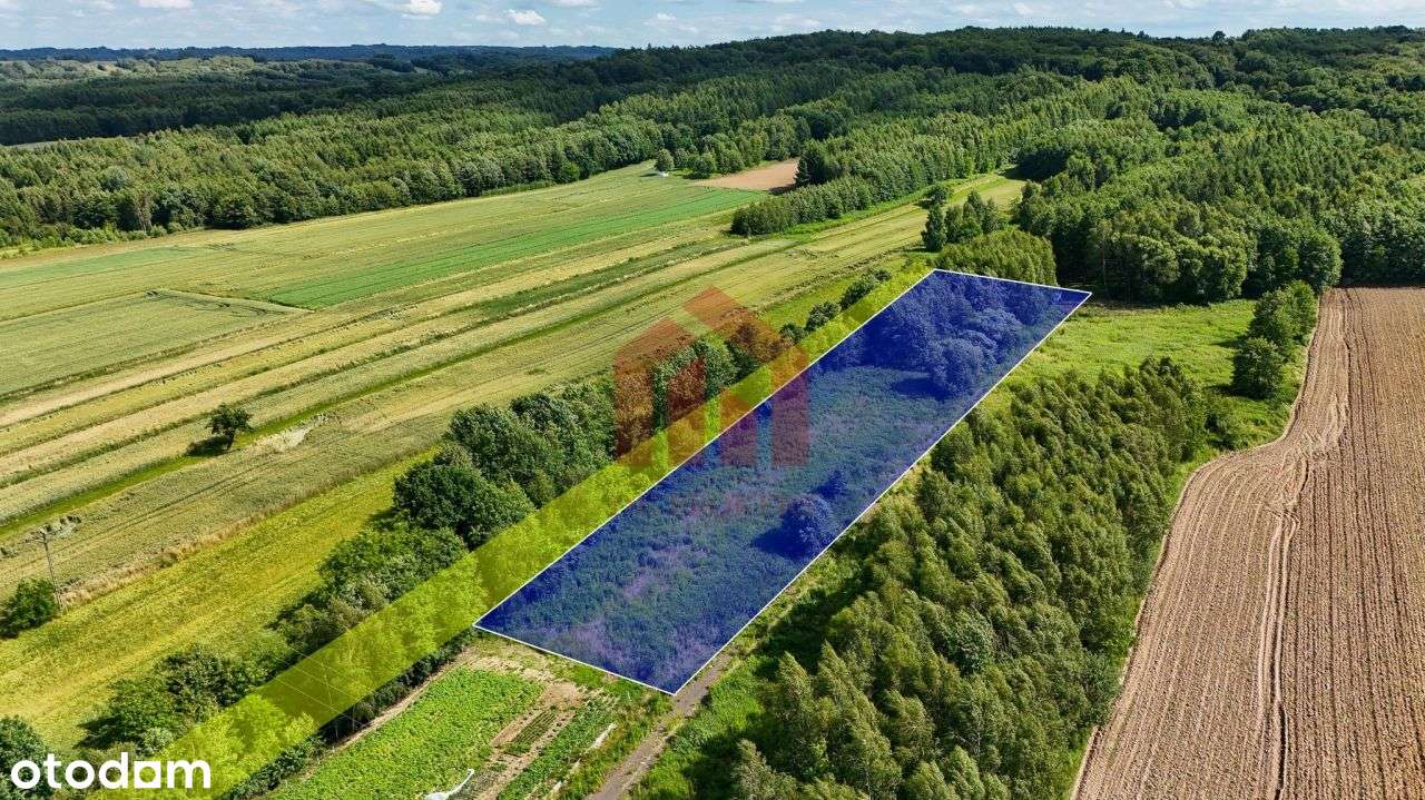 53 ary z lasem, nie opodal Dk94, kemping - Pełny obrazek: 4/14