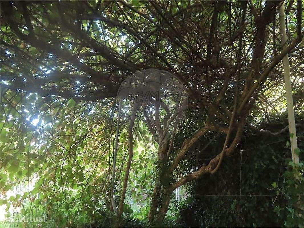 Quinta  para venda-5