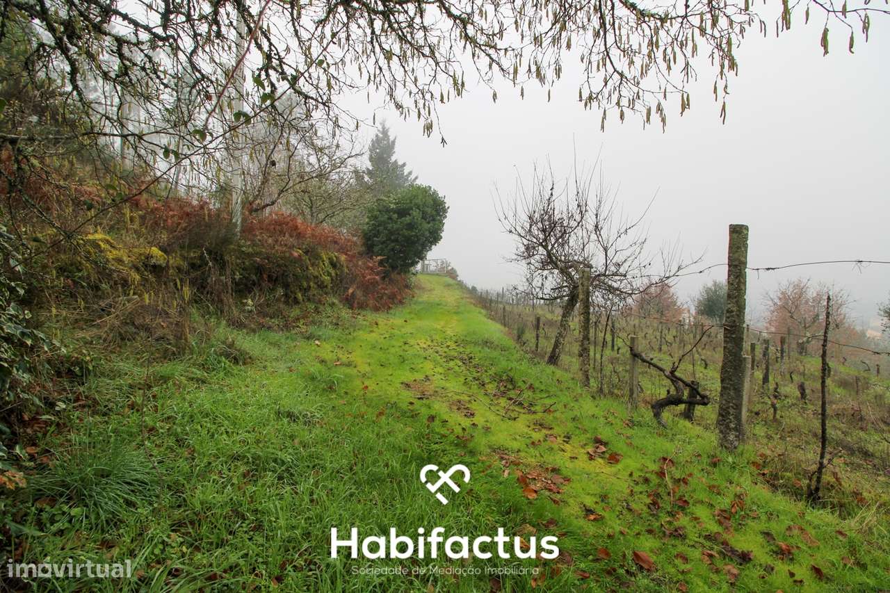 Quintinha  Venda em Fornos de Maceira Dão,Mangualde - Grande imagem: 5/25
