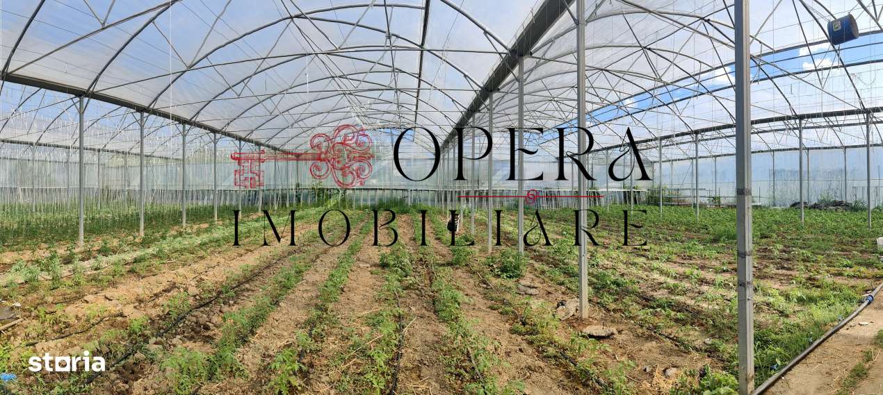 Teren intravilan 5000mp+ Cladire + Sera(2500mp), Vanzare, Rediu Aldei- - Imagine principală: 1/1