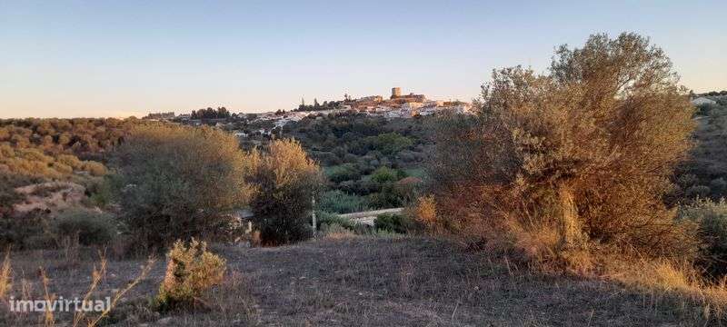 Vende-se olival 2.5ha - Grande imagem: 4/8