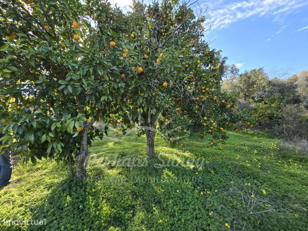 Quinta em Relíquias - Odemira-12