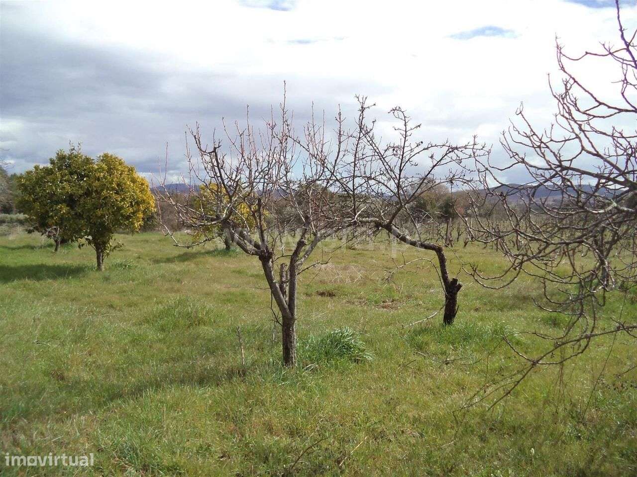 Terreno Rústico / Fundão, Vales Pêro Viseu - Grande imagem: 5/6