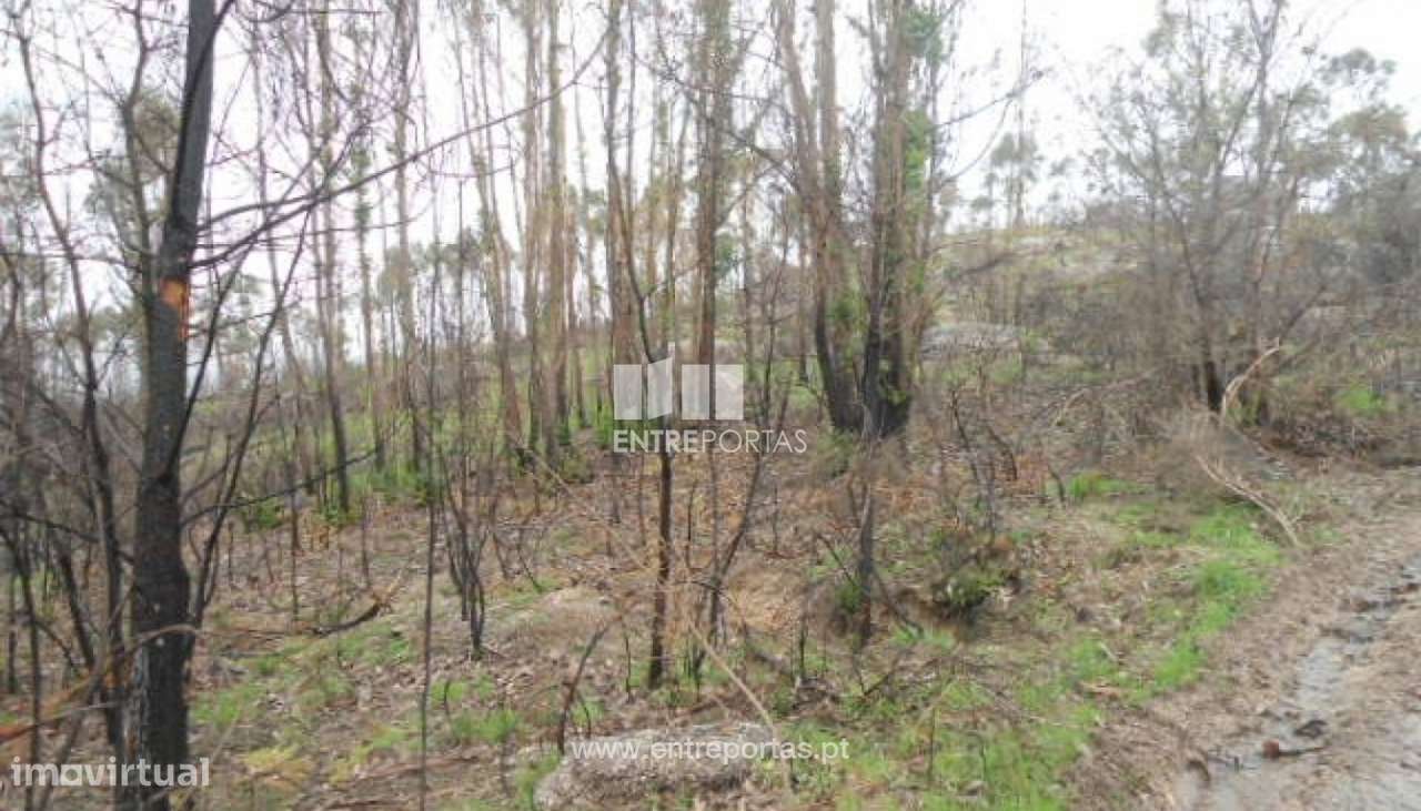 Venda Terreno, Várzea de Ovelha e Aliviada, Marco de Canaveses - Grande imagem: 3/7