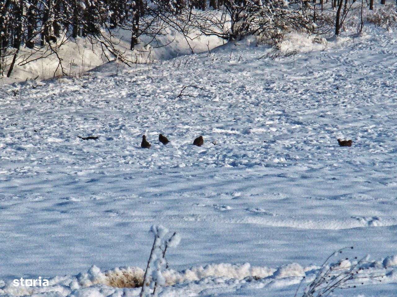 Ocazie investitie zona Frumușani, langa proiect in dezvoltare.-9