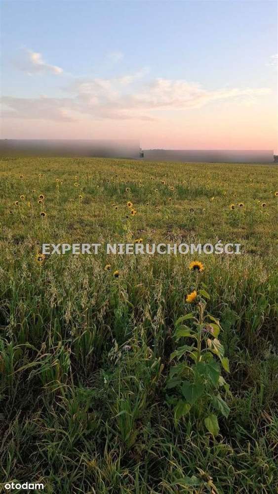 Duża działka budowlana w Bojkowie - Pełny obrazek: 3/3