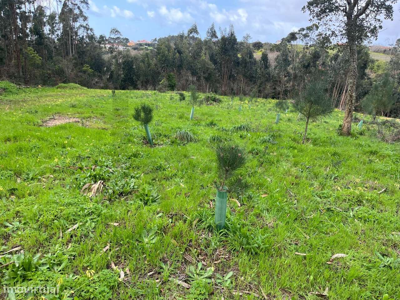 Terreno Rustico no sobreiro com 6.250 m2 - Grande imagem: 2/25