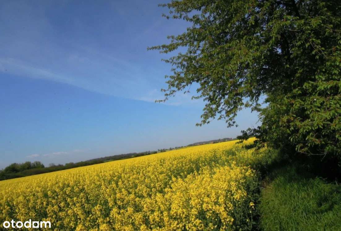 Środy Śląskiej bliskie okolice, działki budowlane w super cenie-4