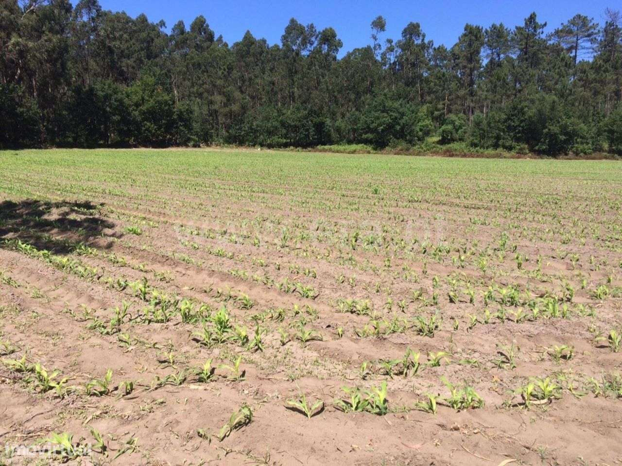 Terreno rústico na margem rio Cávado, Esposende - Grande imagem: 4/7