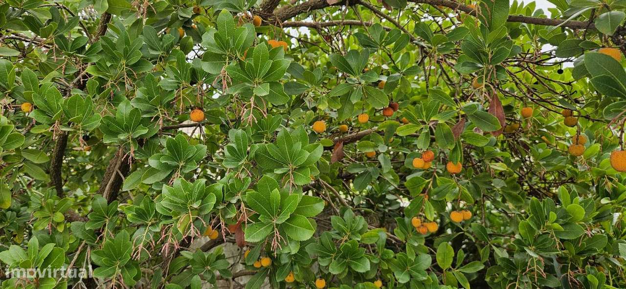 Moradia Térrea / Quintinha em Foros de Salvaterra-44