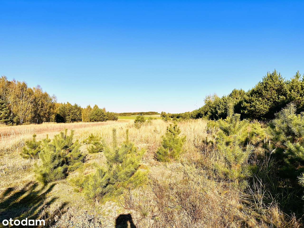 Na sprzedaż: wyjątkowa działka 42 ary – ul. Szkolna, Ruda Wołoska-5